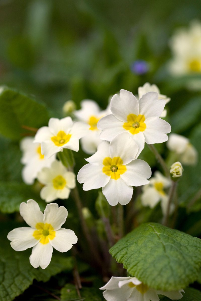 I’m back on Twitter after years away! So to mark the occasion, I thought I would post these beautiful and tasty Primroses growing by my door.