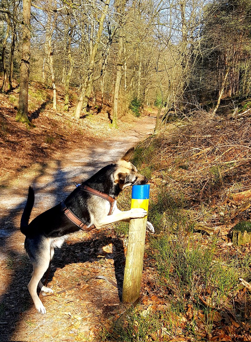 penpaints's tweet photo. @job_vdbroek Mijn hond Harvey geeft een kus voor vrede en vrijheid vrede 🙏 https://t.co/pTLyEV7d8e