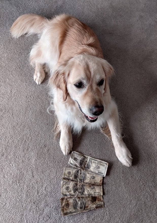 GoldenCody's tweet photo. I sniffs out and finds $400 in a bush! Lucky me and dad real happs! 💲💰💸😃 https://t.co/XVCodyZgv8
