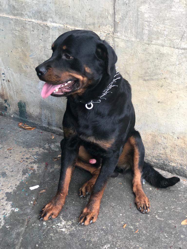 azlinjdgaby's tweet photo. Está perdido!!! Está en el edificio Adicora frente Plaza Las Américas.
Pobrecito!!!  está desesperado, nervioso; se quiere ir con todas las personas que pasan a su lado.
Debemos compartirlo por nuestros otros chats. Vía WhatsApp! https://t.co/Cr0e9VlTWU