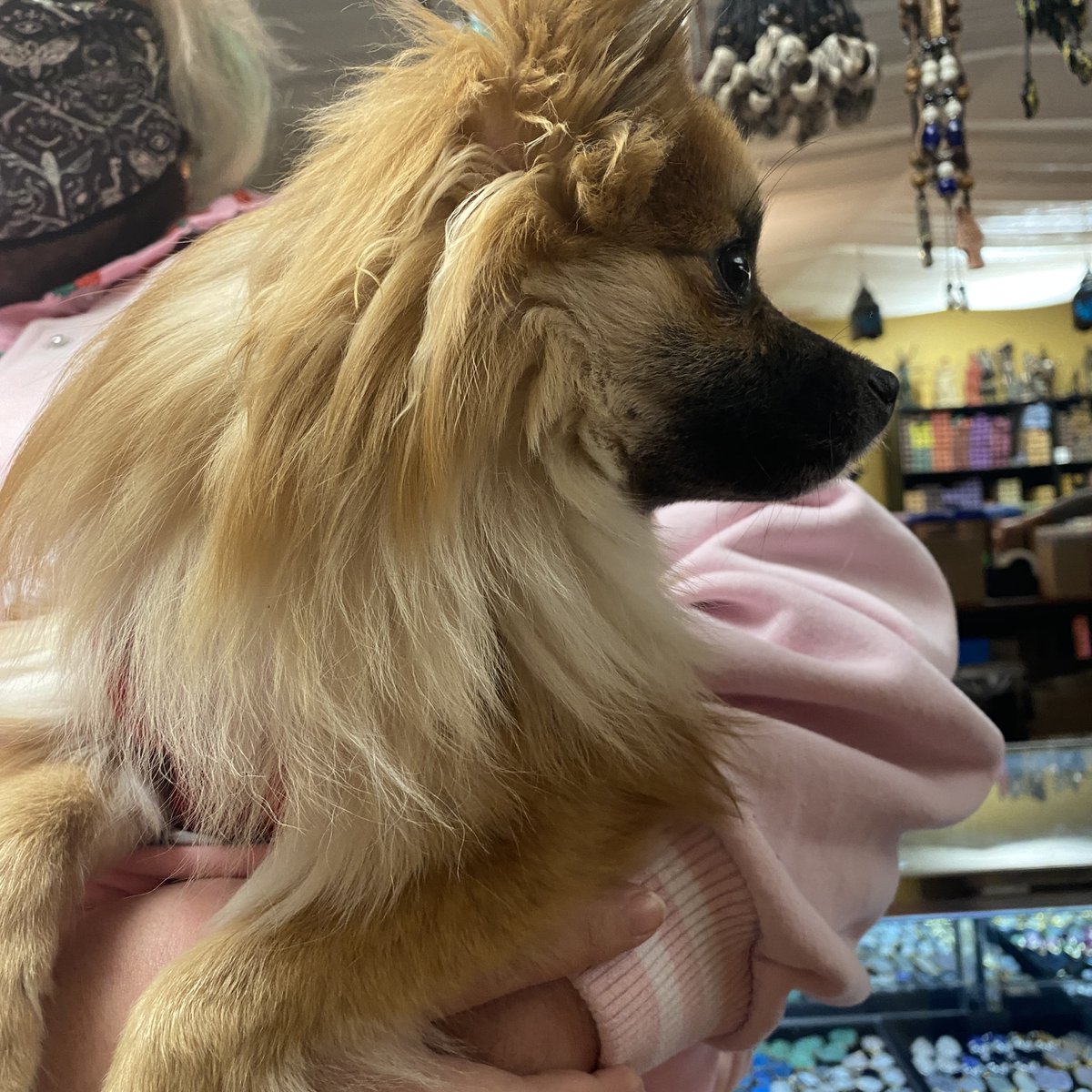 aromagregory's tweet photo. This magnificent pup is Teddy. Thank you, Teddy &amp; Teddy’s human for coming to visit us!

#Dogs #Doggos #Latergram #TenOuttaTen #CompanionAnimals #DogsInShops #StrongProfile https://t.co/o9gfztEG2g