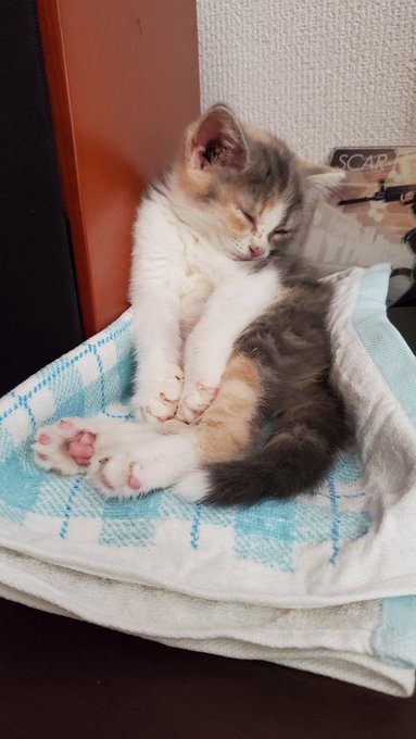 病院で調べてもらった結果、ねこ様とは治療のため暫しお別れすることになりました😢
しっかり治してもらってきてねー! 