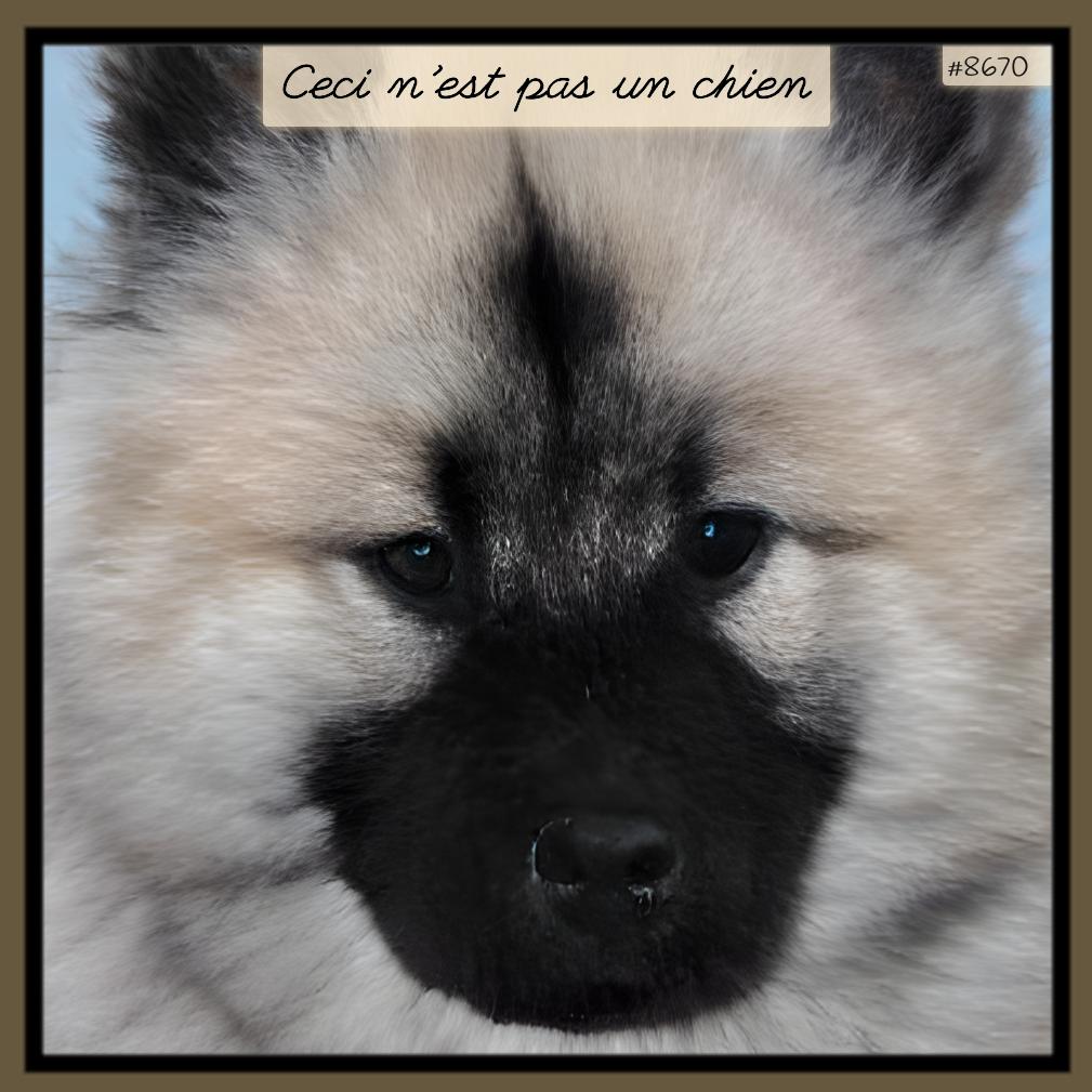 This is Not a Dog tweet media