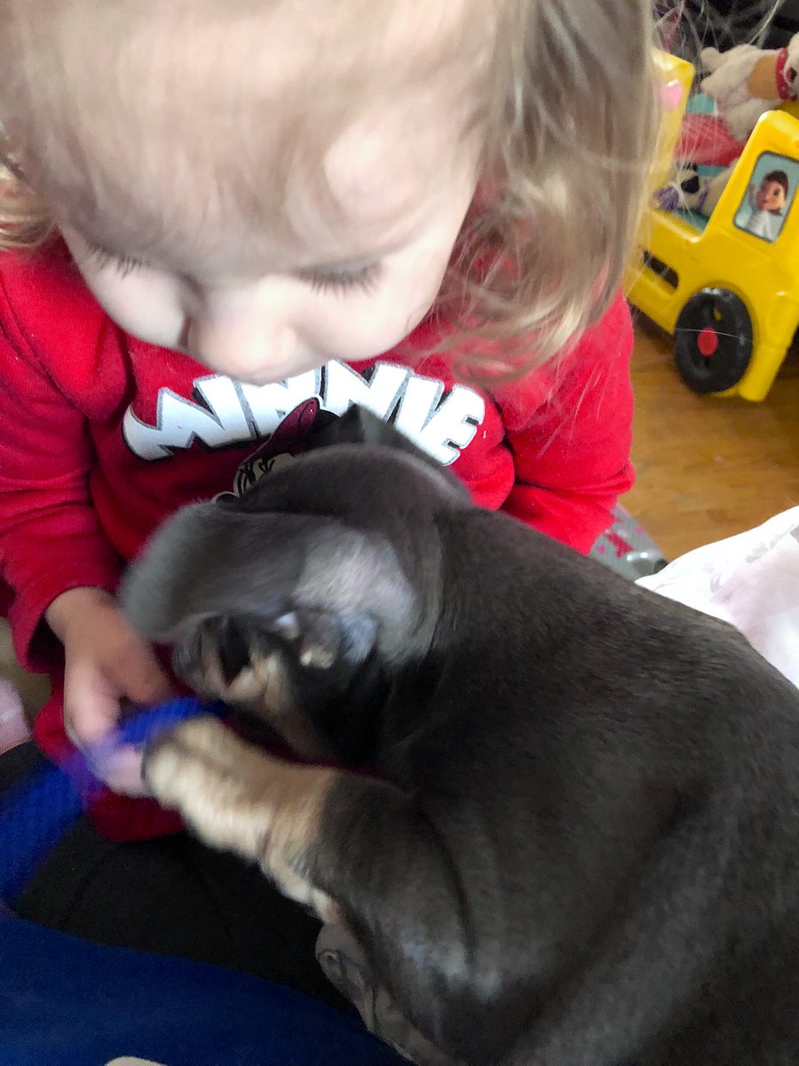 BaysideFrenchie's tweet photo. Who has more fun than we do?!?!? #BaysideFrenchies #puppylove #MissViola #frenchbulldog #frenchieLove #dogsoftwitter #puppies ❤️❤️ https://t.co/TtrqmYGIGW