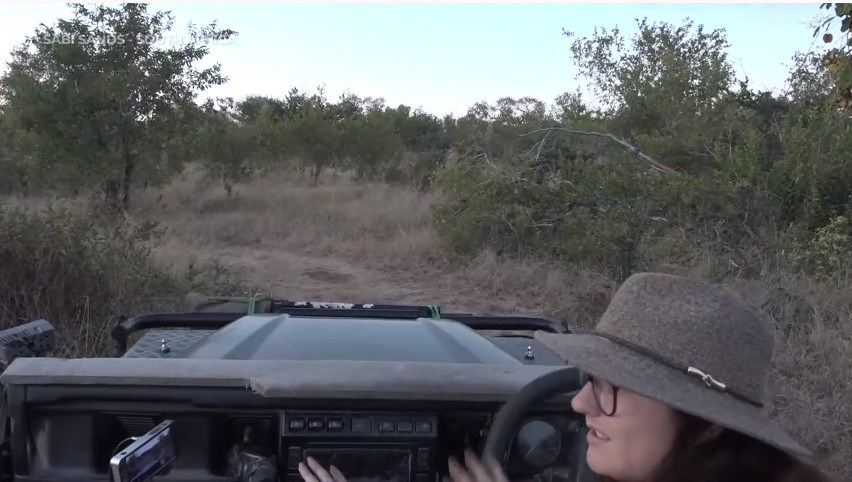 vokstar's tweet photo. #HatCheck right way, does this mean no leopards for Tessa today? :D she has had Hyena cub luck though #wildearth https://t.co/FGL8f49RxC