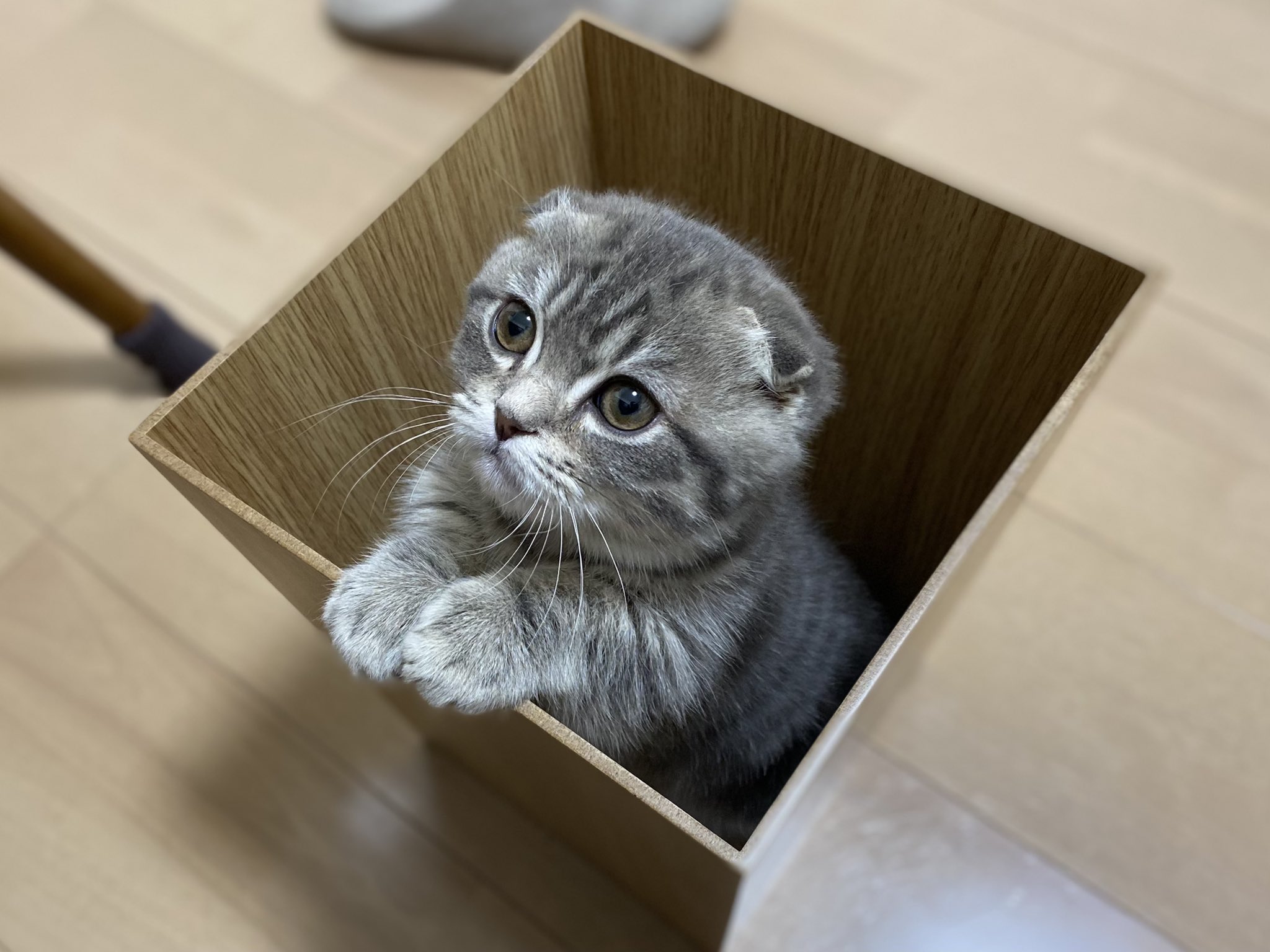 しゃけ しゃけ そこ ゴミ箱だよ 何も捨てられないゴミ箱です ゴミ箱 マンチカン 短足 マンチカン 猫 Cat 子猫 マンチカン子猫 猫のいる暮らし 猫好きさんと繋がりたい T Co Rvbj3drv2c Twitter