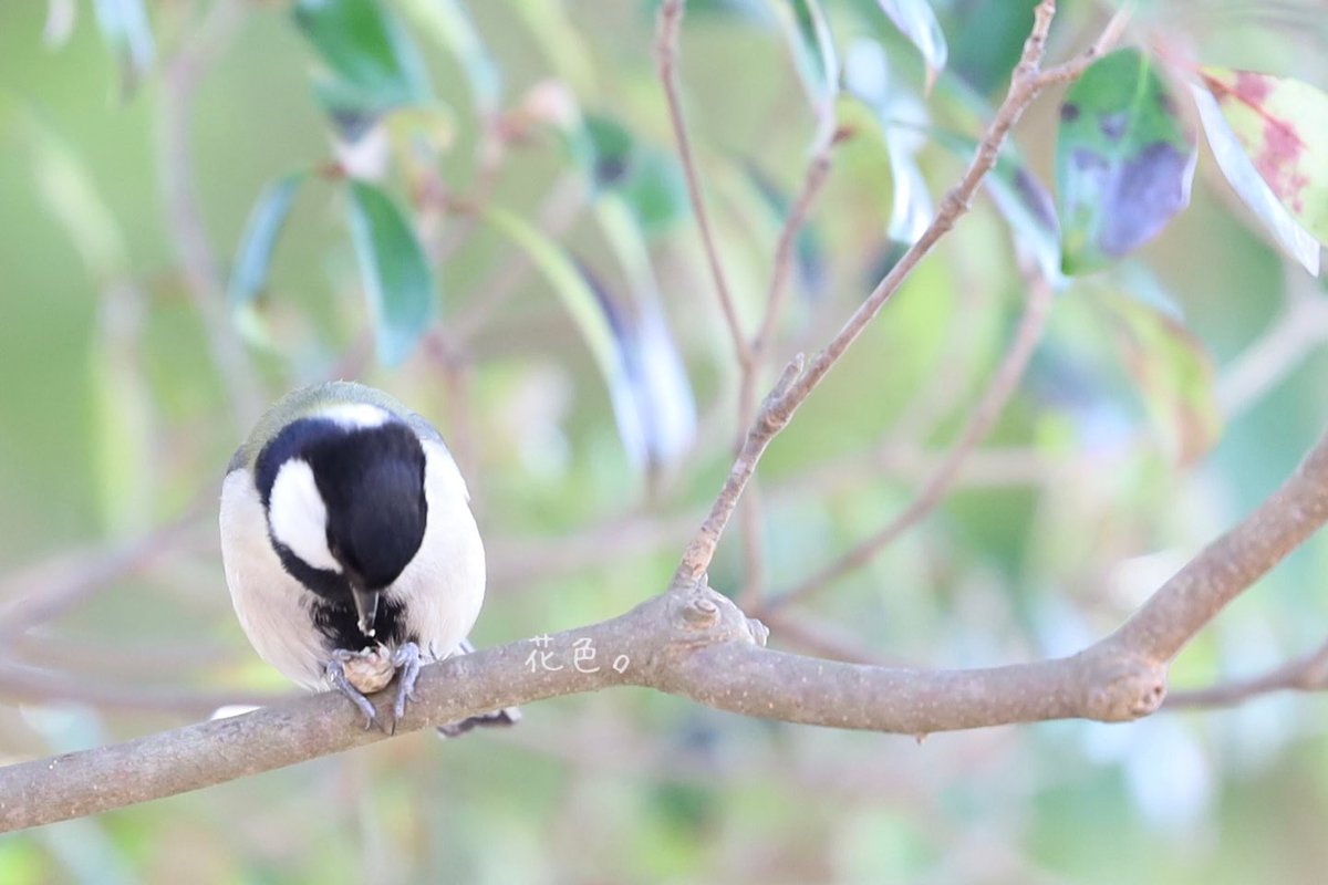 ꕤ*.ﾟ

#NoWar
#野鳥
#野鳥写真
#キリトリセカイ
#ファインダー越しの私の世界