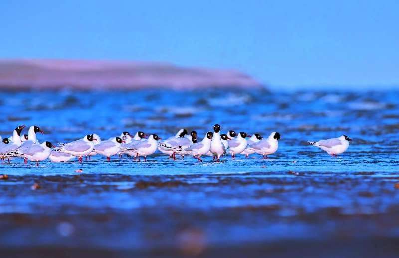 JackSparrowCCP's tweet photo. #春天的故事 #SpringStory. 🇨🇳👇
In the spring season, migratory birds gradually return to the north, the beautiful bird in the picture is the famous first-class protection animal #Yiou #遗鸥 in #Binhai #Tianjin . https://t.co/LuvUYBqIXt