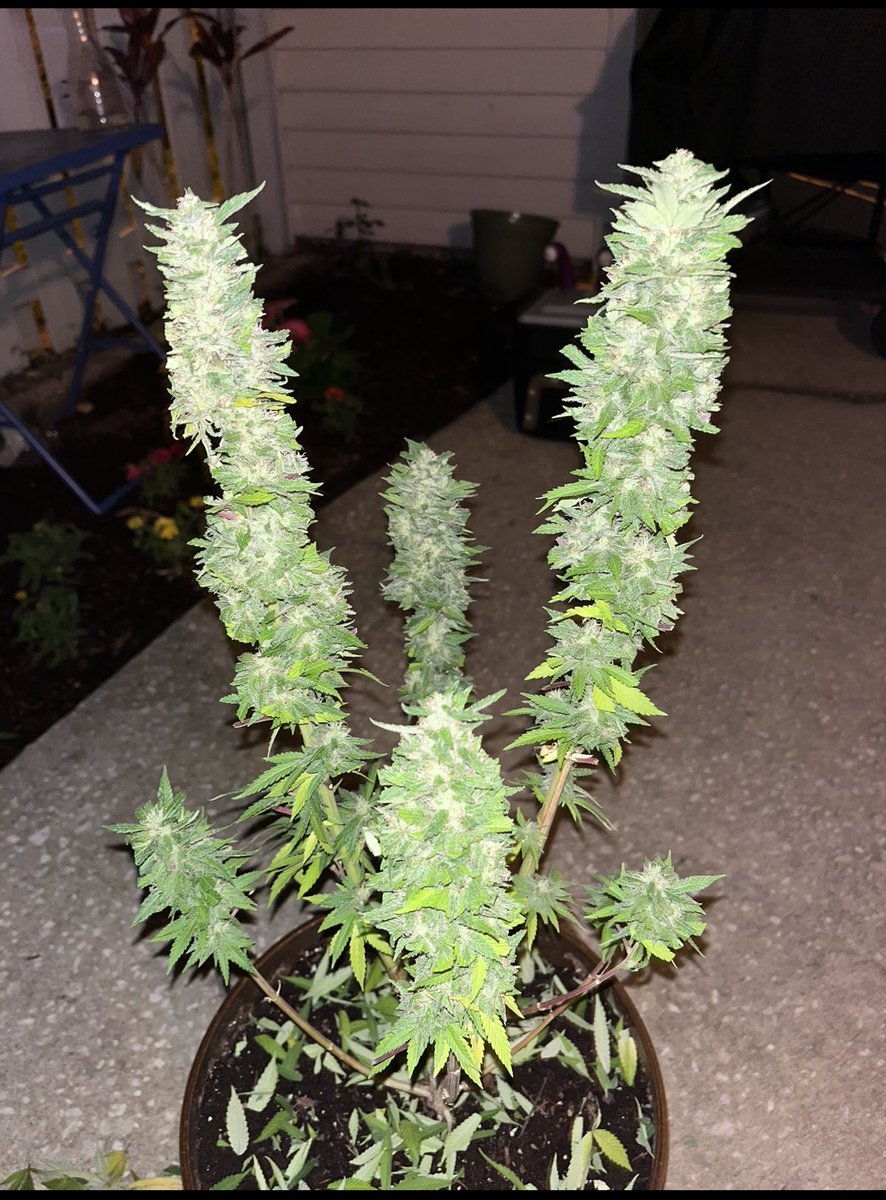 RF0lll's tweet photo. My Saturday project. #MaryJane #WinterWeed https://t.co/IdQO7MAdbr