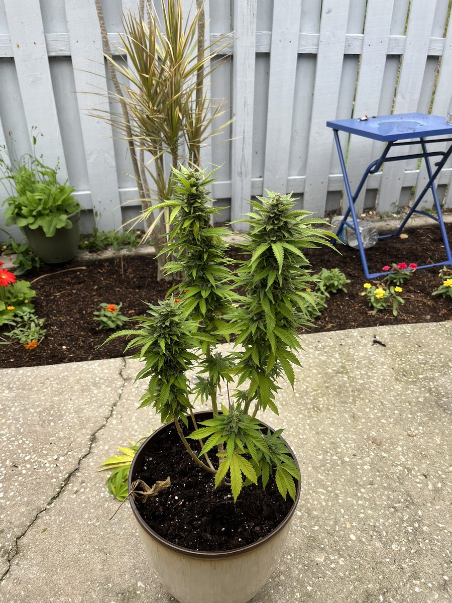 RF0lll's tweet photo. My Saturday project. #MaryJane #WinterWeed https://t.co/IdQO7MAdbr