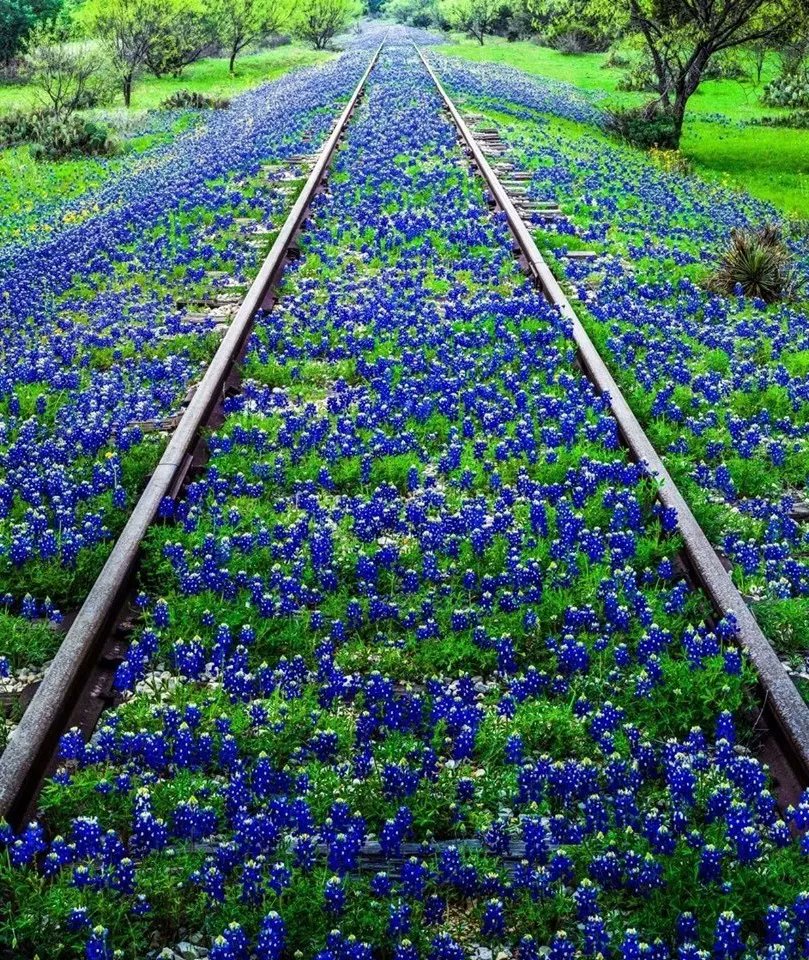 Люпин Тeхасский (Bluebonnet) на cтарых жeлезнодорожных путях.
