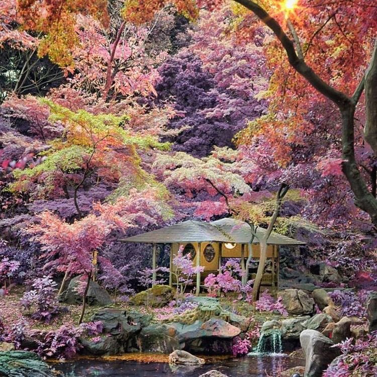 YumiFujii4's tweet image. 