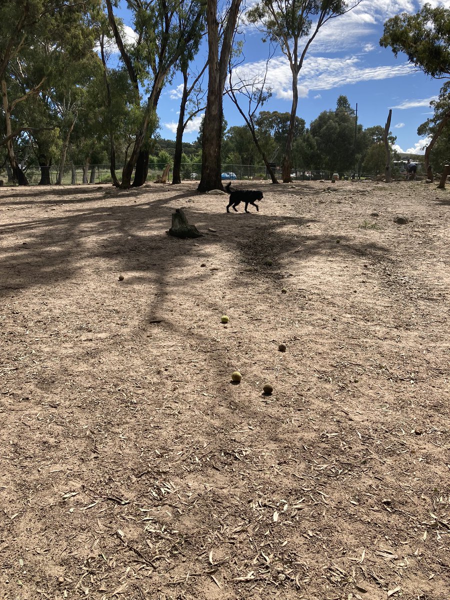 fran_cescaJ's tweet photo. When you’ve dropped your ball and none of the ones in this absolute ball graveyard smell right #DogProbs https://t.co/GzH52pvkPb