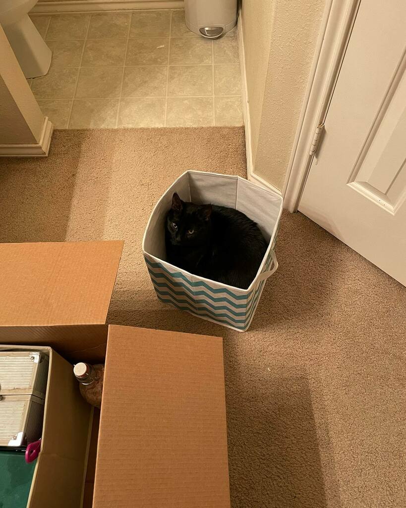 WagginTailsHstd's tweet photo. At least someone enjoys the moving process…
.
.
.
#cat #cats #catsofinstagram #animals #animals #animalsofinstagram #moving #homestead #homesteading https://t.co/p3AoSpGfY9