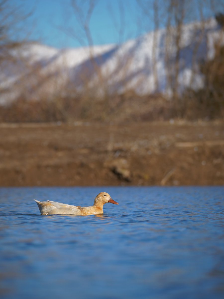 DuckFoodBot's tweet photo. you feed a duck, you get a smile 😀 retweet and this bot ⚙️ drops a snack onto pond: https://t.co/pTJuXhHBfC (24/7 livestream of happy ducks) https://t.co/xBLHf3w8a7