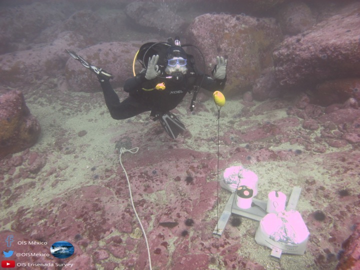 OIS Ensenada - Puerto Libertad Survey tweet media