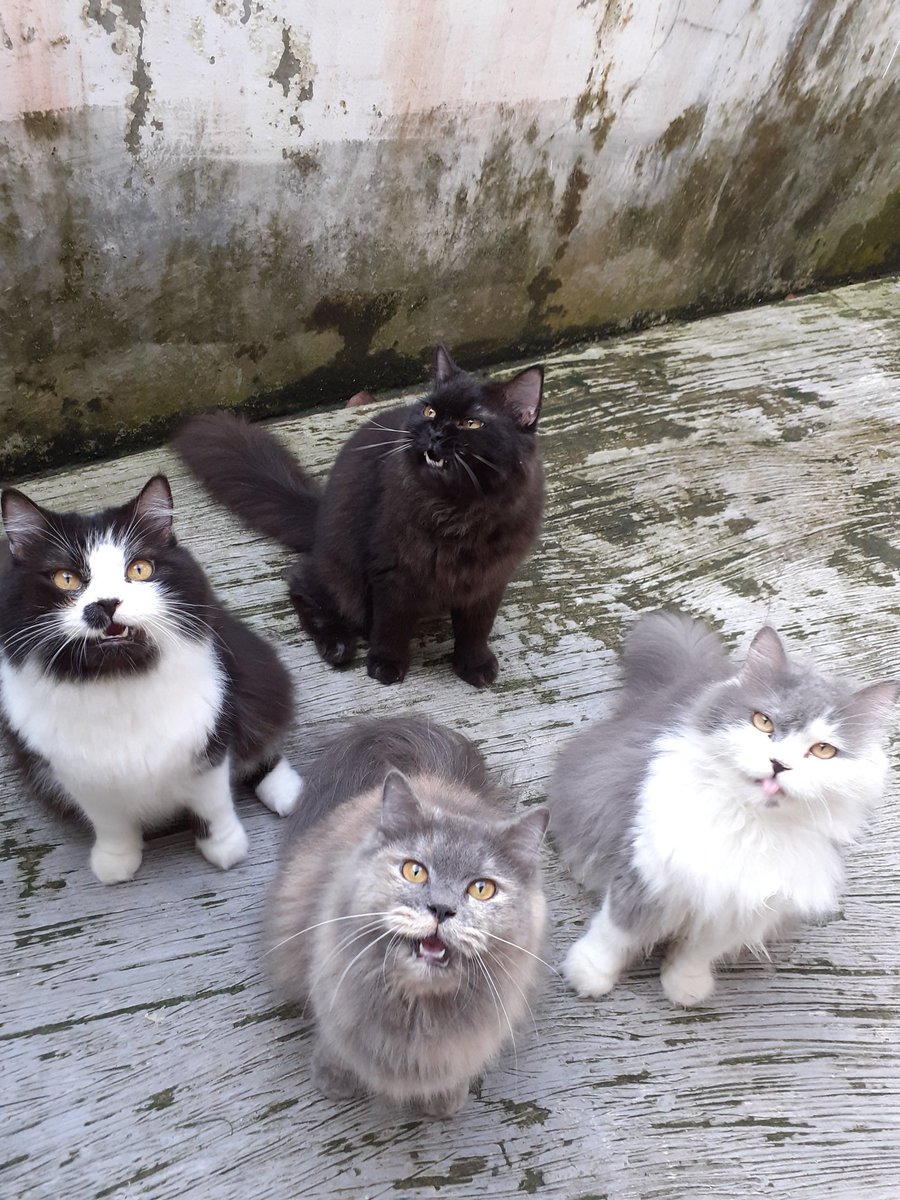 petsfess's tweet photo. Foto keluarga 🐈‍⬛ 
Coba tebak bapaknya yang manaa https://t.co/AFDpF6M3mj