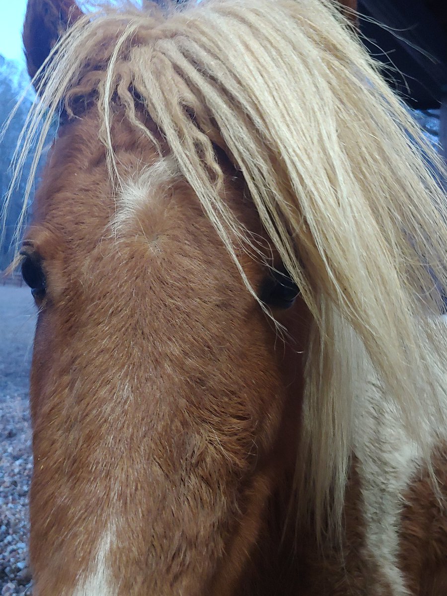 Former rescue Mini Cooper showing off his fabulous wind-swept locks.