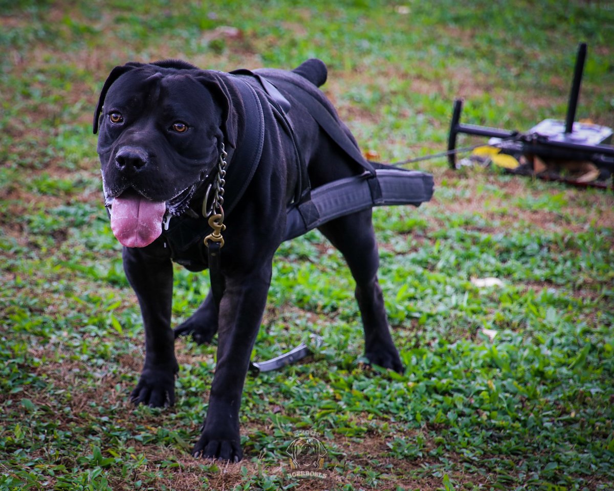 🔥🔥 This powerful breed is known for its strength and athleticism, and many owners enjoy taking their dogs out for a good workout. But have you ever seen a Boerboel pull weights? It's an impressive sight to see! 😤😤

#boerboels #boerboelmastiff #boerboellove #exoticboerboels