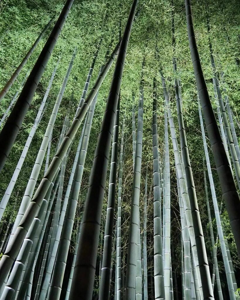 landfes_web's tweet photo. #東山花灯路 #東山花灯路2022 #青蓮院 #青蓮院門跡 #京都 #kyoto #オリンパス #olympus #olympusomdem10 #omdem10 #omd #em10 #microfourthirds #2022 https://t.co/P3gWaxV9BB https://t.co/MzbQ9OJtUG