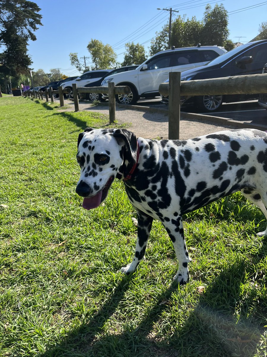 JudithClarke54's tweet photo. Tyra would like you all to know that this morning she kindly paced me for a long slow run that doubled as the NYC Virtual Half Consequently todays photo is of her at the finish looking far fresher than me and of βherβ result #enjoyyourrun #beautifulday #keepsafe #runningat67 https://t.co/pE1AYG11Wt