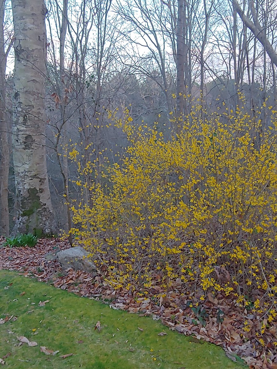 This Forsythia was poorly placed by the previous owner and doesn't get the necessary sunlight to bloom as fully as it could, but it still brightens early Spring days.