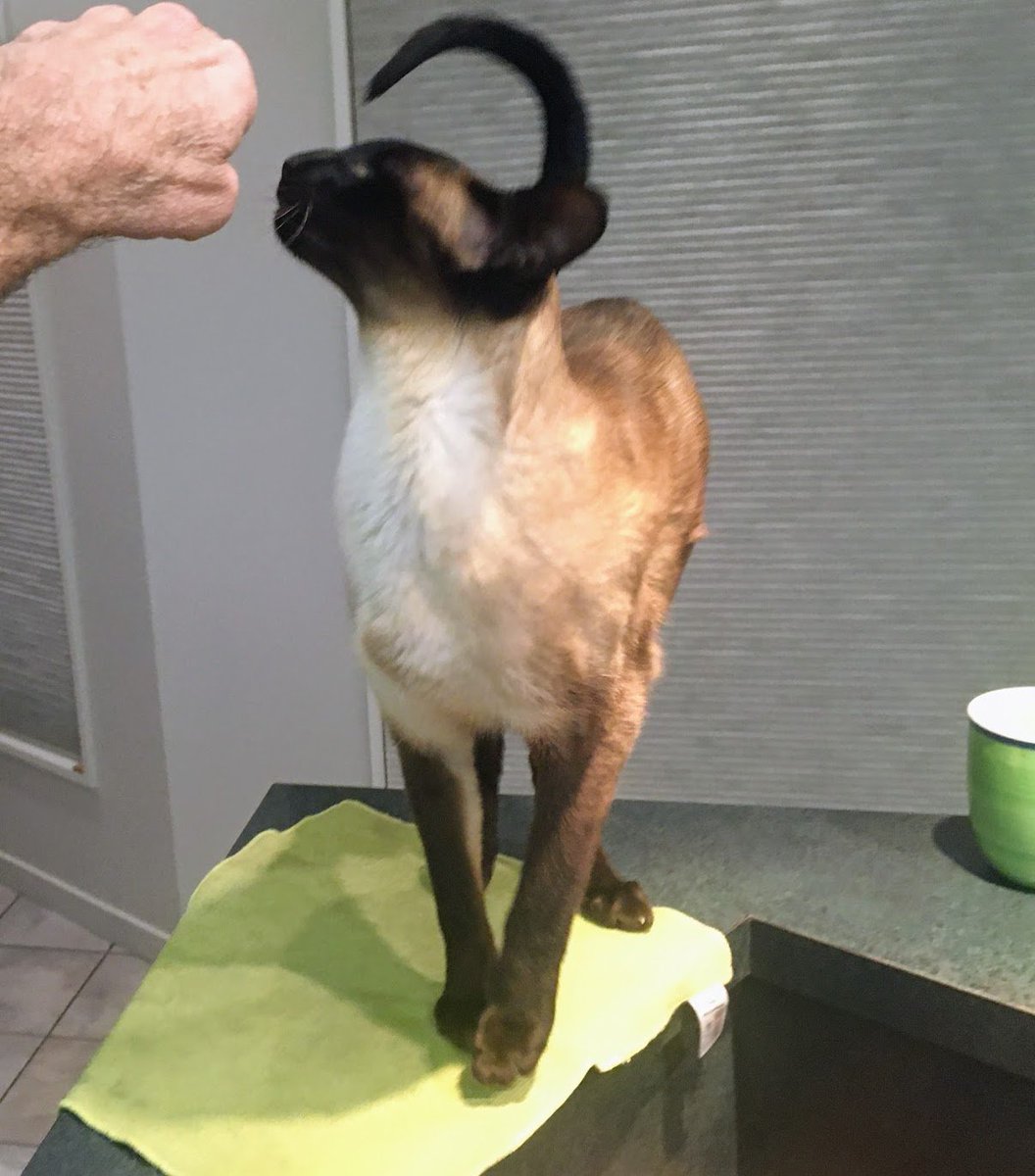 WigleyMinoux's tweet photo. #catsoftwitter #wigley #siamese https://t.co/Lb9XAeDJrW