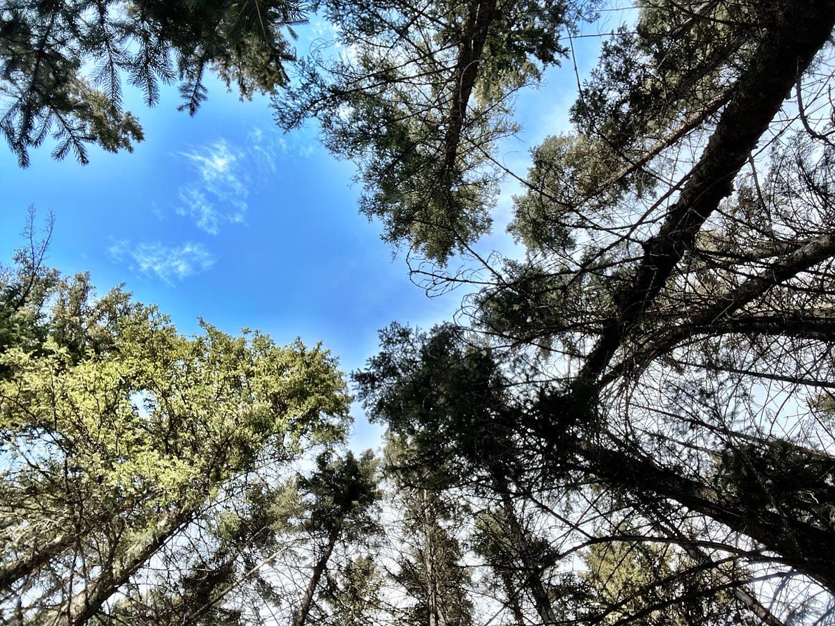 darron's tweet photo. Had a few hours to myself in the woods near our house. Made a small fire and some tea from the dead wood around me. #quiet #wolfandgrizzly #helinox #tripleaughtdesign #511 #h2no #silky #mora #leatherman #prometheusdesignwerx https://t.co/3mZooG7IDX