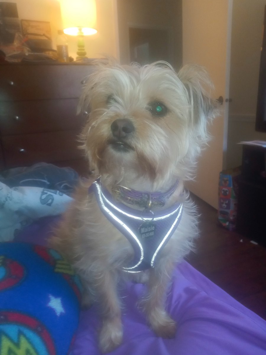 JadeK526's tweet photo. Give me pizza and no one gets hurt. #doggo #dogsoftwitter #twitterdogs #dogsarethebest #goofydogs Do you see this menacing beast? I am scared! Are you? https://t.co/z3iVON5hkC