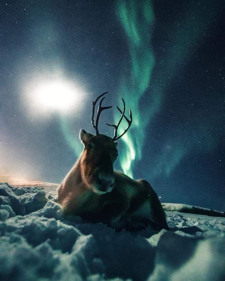 EarthquakeChil1's tweet photo. Aurora Boreal 🔴 Desde #Noruega y también para la Fotito el Sr Reno. https://t.co/PtMnyMIxL9