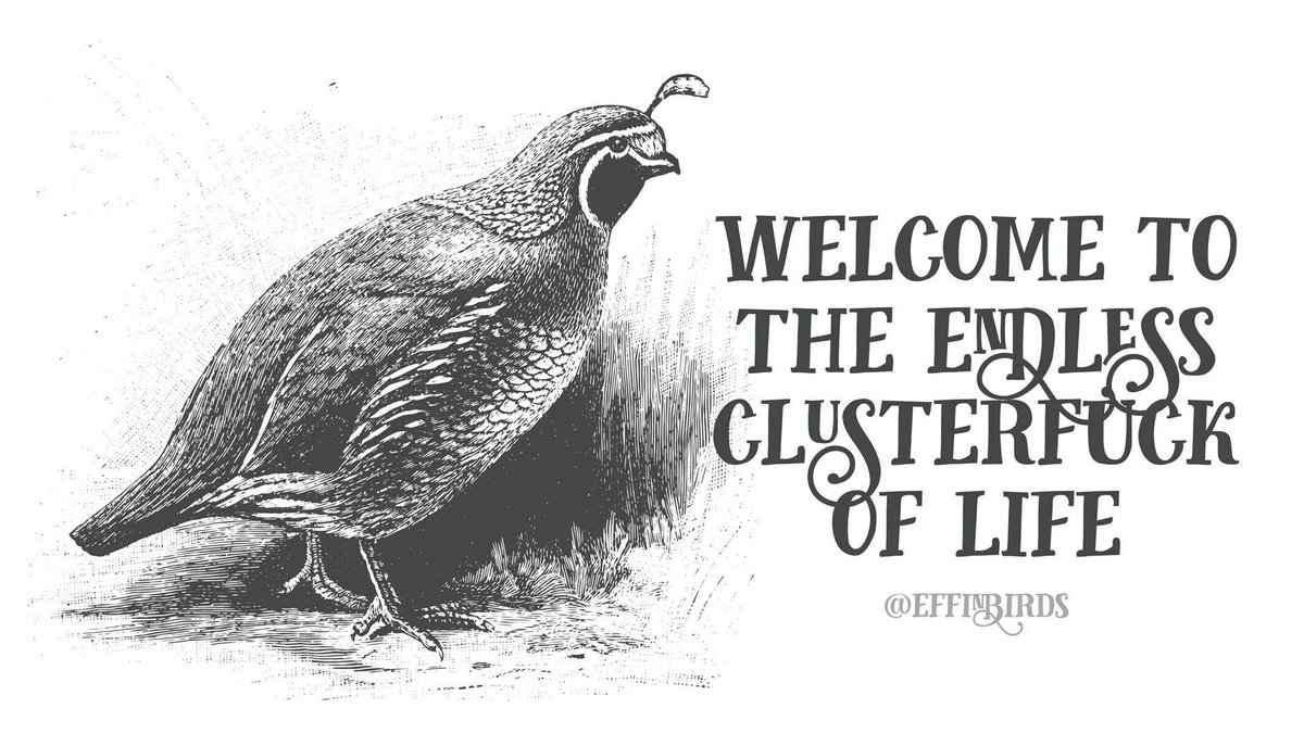 EffinBirds's tweet photo. https://t.co/FGpfumilAm