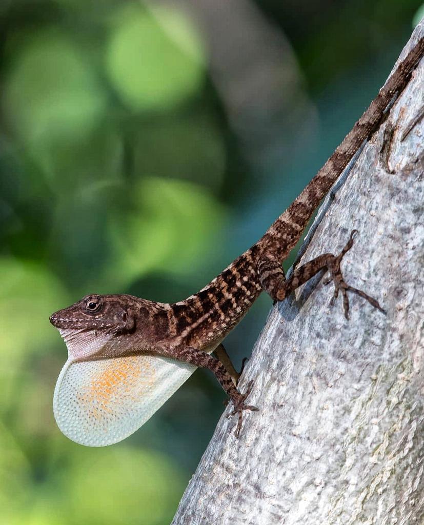 Naturalistja's tweet photo. Nothing to see here... just an endemic Anolis lineatopus minding it's dewlapping business.
The dewlap is primarily used when indicating territorial boundaries and for males to attract females during the mating season.
📷 @derpetology
#dewlap #anolislineatopus #jamaicanendemics https://t.co/BOtcPEX5AA