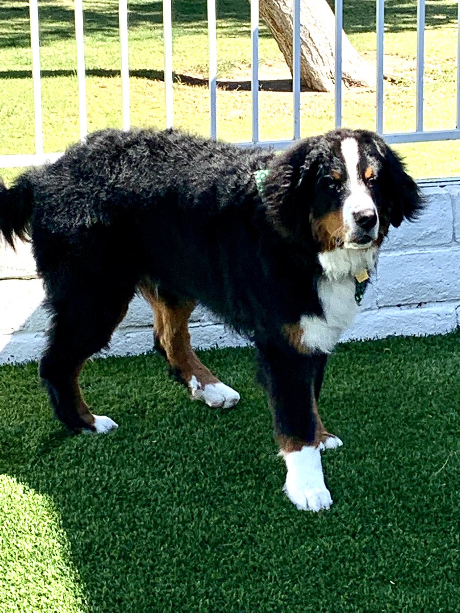 PoiseMatters's tweet photo. Fresh and clean after getting groomed today our 8 months old #bernesemountaindog @Touchdown Bruno 🐾🎈🏡thank you Kim @Sham-Paws Placentia https://t.co/4hsQj5b1qB
