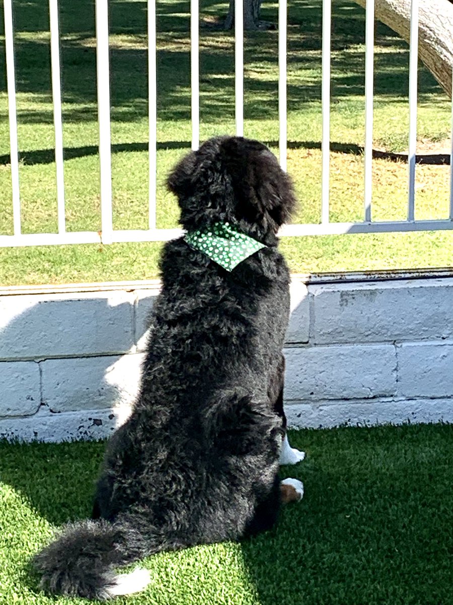 PoiseMatters's tweet photo. Fresh and clean after getting groomed today our 8 months old #bernesemountaindog @Touchdown Bruno 🐾🎈🏡thank you Kim @Sham-Paws Placentia https://t.co/4hsQj5b1qB