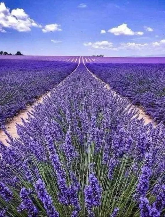 ChaacTlaloc's tweet photo. Campos de lavanda en el pueblo de Dolores Hidalgo, Guanajuato via @A4Ambiental mediante @laishawilkins https://t.co/xPdjeyAHKX