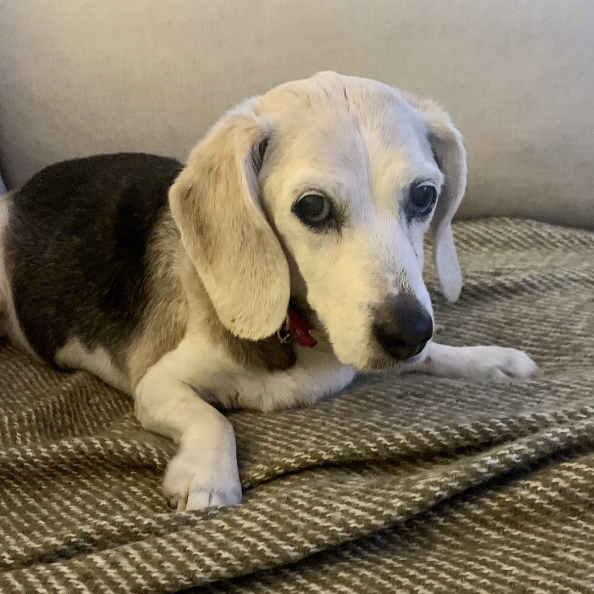 16yrOldBeagle's tweet photo. Mom. I’m telling you. Third Dinner is totally a thing. #beagle #seniordog #seniorbeagle #dogsoftwitter https://t.co/Bn2DFu9Qr6