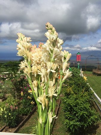LegendDawg's tweet photo. @PlantFrens @PixltonNFT @SpritelyNFT @machinie_nft @turfnft @forgottenrunes @BabyWizards Hawaiian Tuberose for the win 🌺🌈🌊 https://t.co/Ec7lUJiEn7