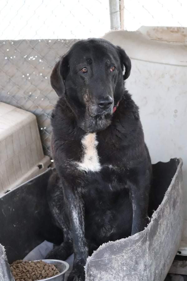 GrStrays's tweet photo. Rosa is a greek shepherd, very kind girl! She is 5 years old! I love to give her a bear hugs ❤️ Actually all of the dogs! In the second photo is Eleonora also a greek shepherd, 3 years old so calm and friendly. You can she also how the area is looking now with new constructions. https://t.co/5TJzyL79ME