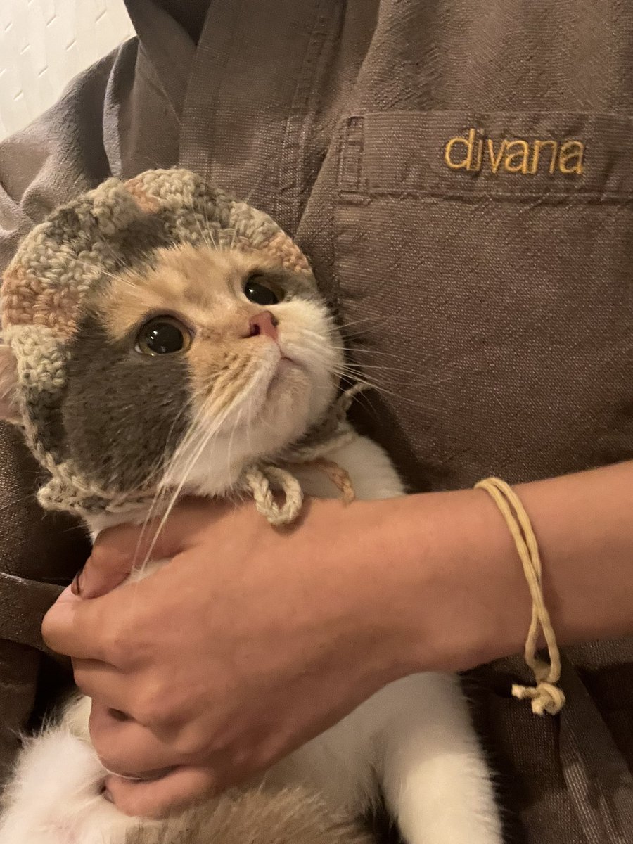 มายเป็นแมวโครงเล็กแต่ฟอร์มไม่แย่เพราะผสมแบบไม่ได้ตั้งใจ เมอร์เทิลแอบผสมกับเมนเดรกแล้วท้องเลยไม่ได้บำรุงอะไรเลย ท้องเล็กมากหัวนมไม่เต่ง พาไปหาหมอเช็คสุขภาพถึงได้รู้ว่าท้องเมก้ากับมาย อีก1อาทิตย์คลอด มายเลยเป็นแมวเด็กตลอดไปทั้งที่พ่อแม่ตัวใหญ่เท่าหมาไซซ์กลาง หมดสิ้นคำถามทำไมตัวเล็ก