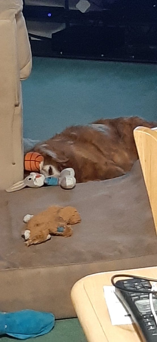 javthrower18's tweet photo. @samuelrayyancey Pupper might make it better! https://t.co/wlt7zOui9l