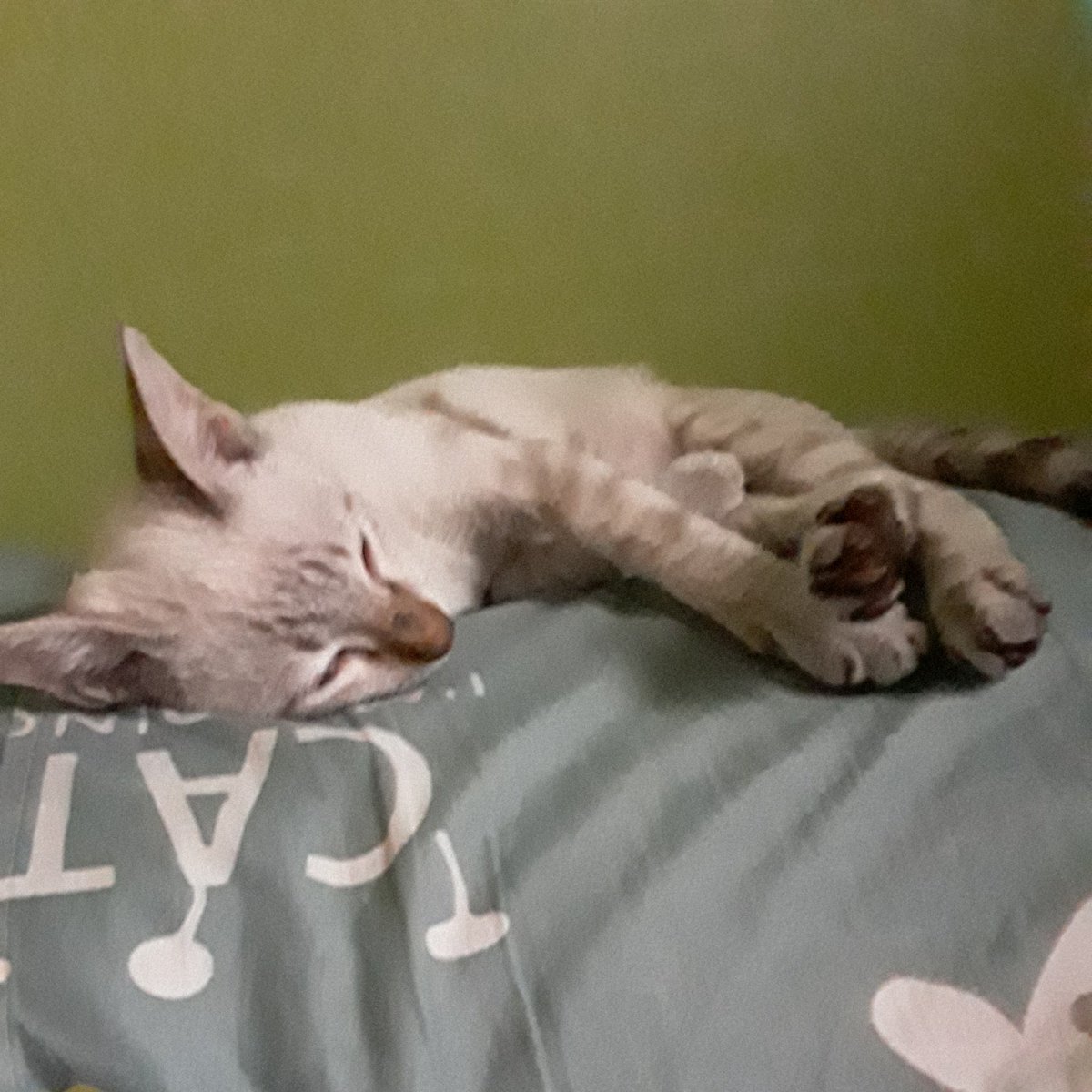 หาบ้านให้น้องแมวค่ะ

-น้องอายุ 3-4 เดือนนะคะ เพศชาย
-ใช้ห้องน้ำเป็น
-ขี้อ้อน ติดคน 

ขอดูสถานที่อยู่คนเลี้ยงทางเรามีข้าวเม็ด ทรายแมวให้ พร้อมพาไปส่งใน ปทุมธานี กทม ถ้านอกเหนือจากนี้คนละครึ่งทางได้จะดีมากค่ะ

 #หาบ้านให้แมว #ทวิตดีคนรีน้อย #แมวหาบ้าน