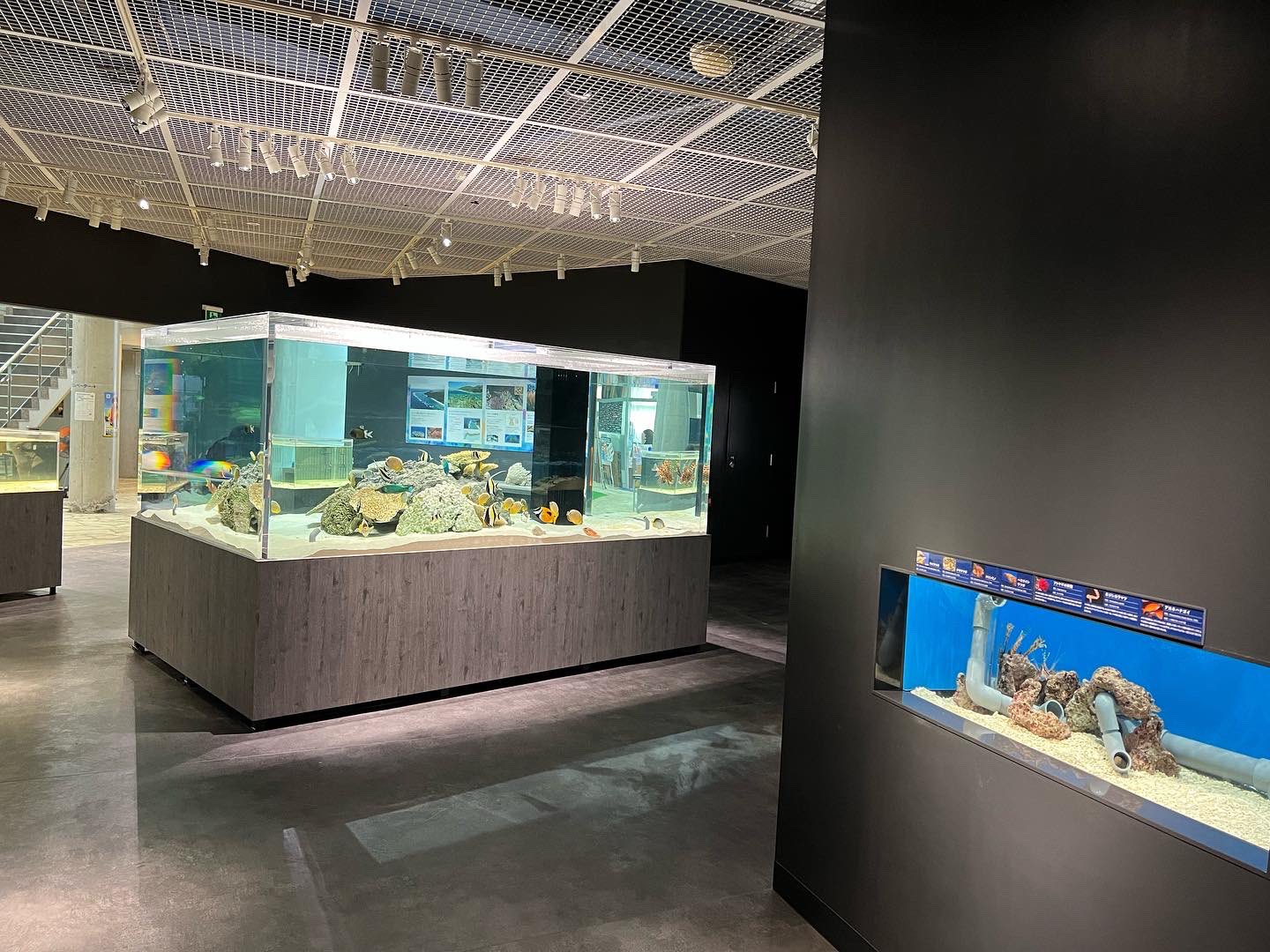 奄美海洋展示館 Aktkariri Twitter