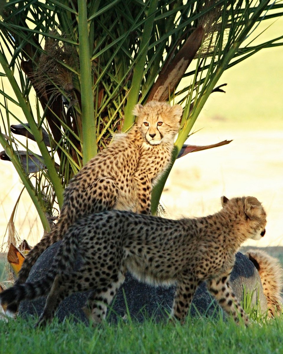 HourlyCheetahs's tweet photo. HourlyCheetahs presents: https://t.co/Hrxp68KOHG
