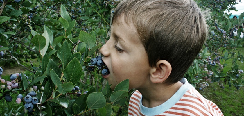 oudersvannature's tweet photo. In een moestuin voor kinderen horen zoete vruchten. Lekkere bessen zoals rode, zwarte en witte bessen of de jostabes. Bij deze cursus leer je hoe je bessenstruiken aanplant, verzorgt en beschermt tegen de kou. Kijk eens op https://t.co/MvlC2RTtLQ. #moestuintips #schoolmoestuin https://t.co/xfw7tbHAnm