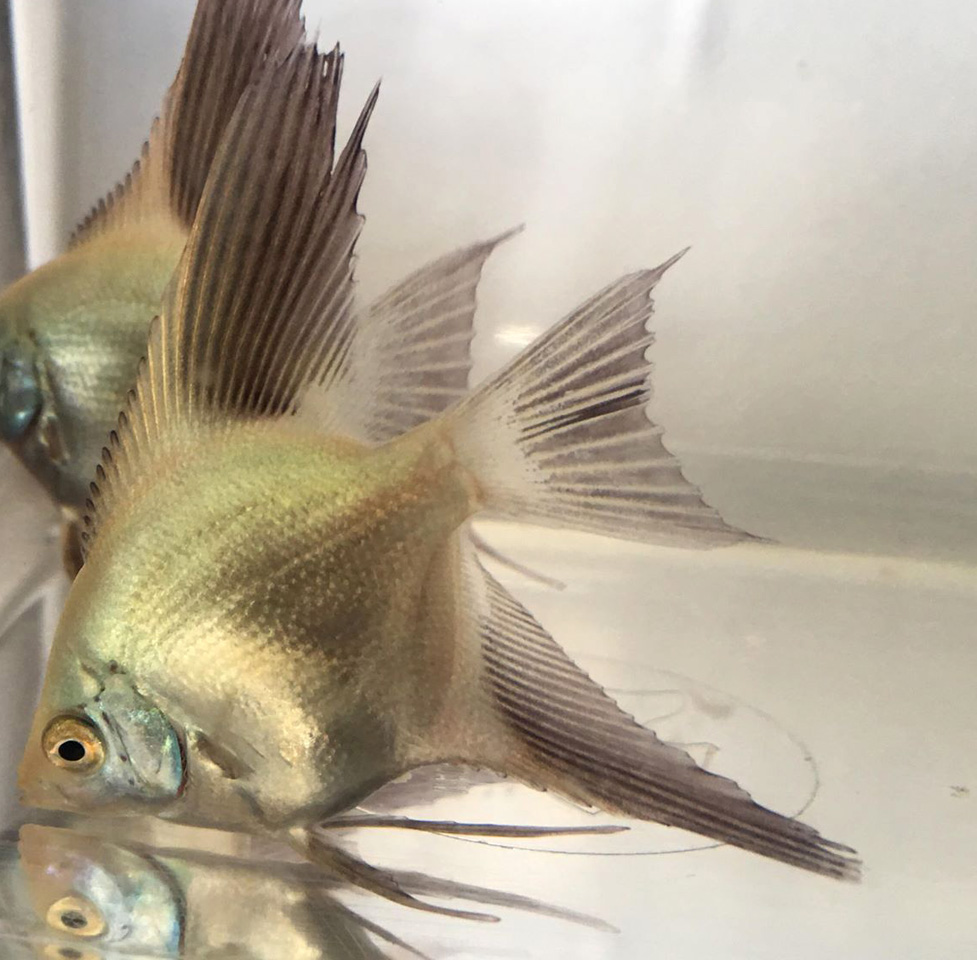 EA_Webmaster's tweet photo. Bulgarian Seal Point Angelfish 
Special offer in March, 12 pea to pre-dime size for $99.99 plus flat Overnight shipping.

https://t.co/kXoV6vjC3f

#everythingaquatic #bsp #bulgariangreen #sealpoint https://t.co/0hw2HqRBuh