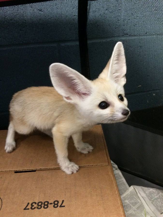 FennecEveryHr's tweet photo. https://t.co/vPcBfj2ZDH