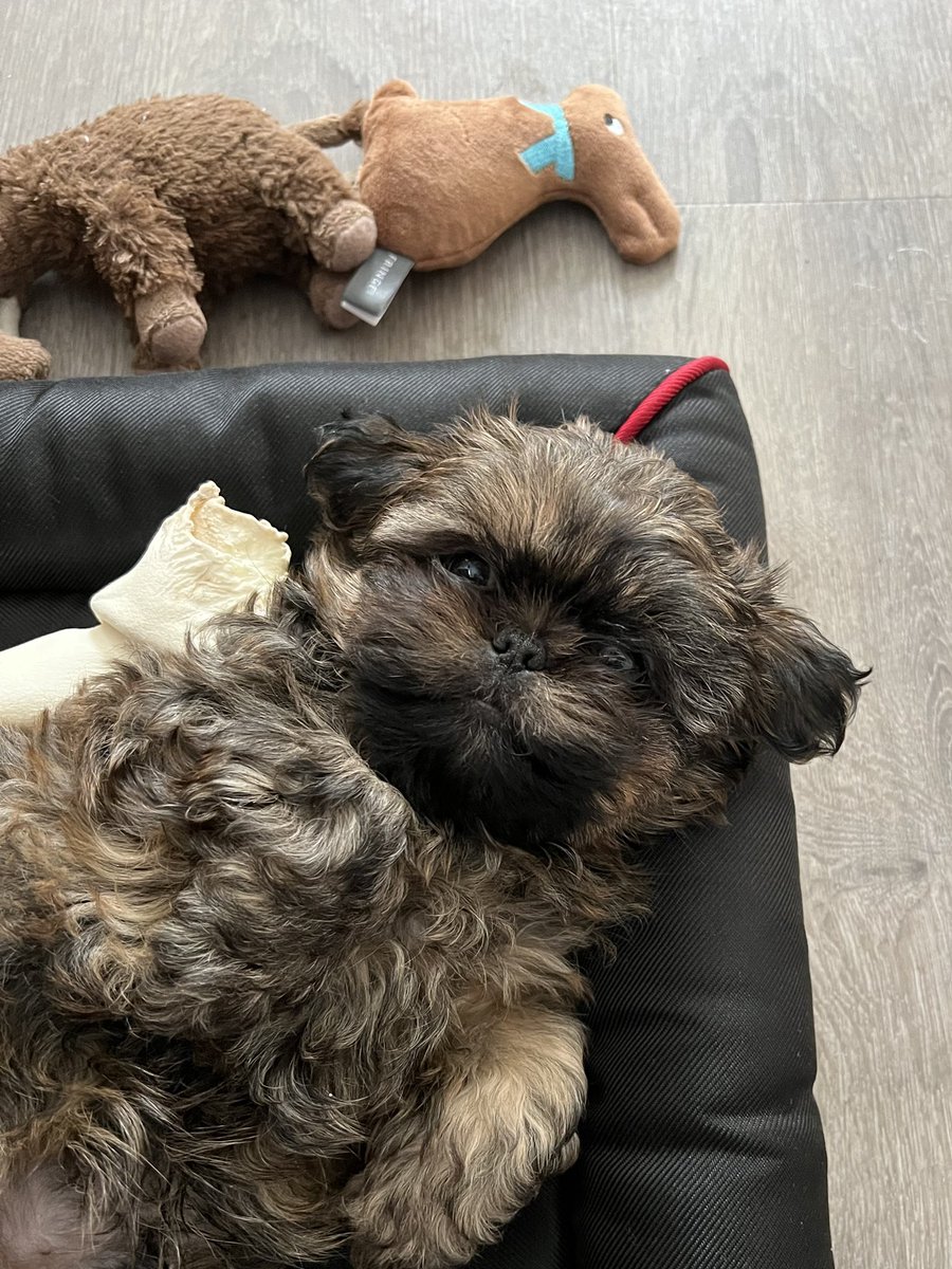 DrCraigAndrade's tweet photo. Just chillin’ - Coco-style. #SmoothPuppyVibe #CocoPuff #ShihTzuCool https://t.co/tX9vbwPFsT