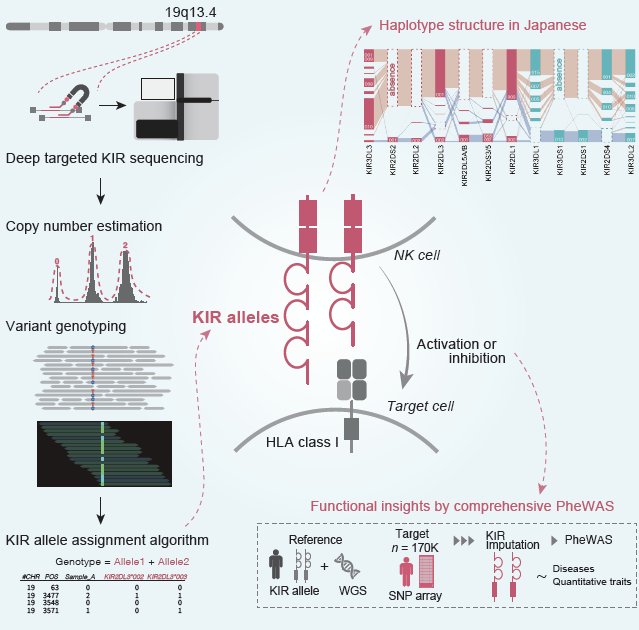 Have you ever heard of a mysterious region called "killer immunoglobulin-like receptor (KIR)", which is critical for innate #immunity?🧐We analyzed this complex region by deep target sequencing and devising a new #bioinformatics tool <a href="/CellGenomics/">Cell Genomics</a> !
cell.com/cell-genomics/…