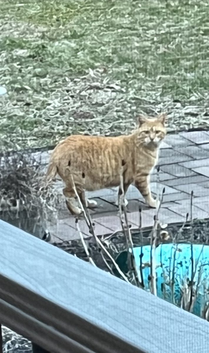 kworld1's tweet photo. #CatsOfTwitter Show me your #gangsta #cat that terrorizes all the #dogs in your #neighborhood 😂 https://t.co/atq1TI0HSy