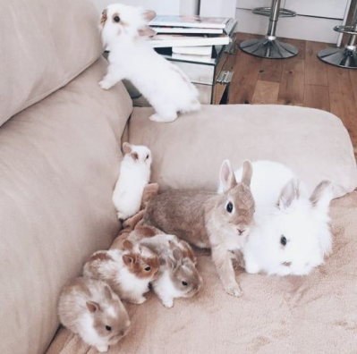 Bunnies tweet media